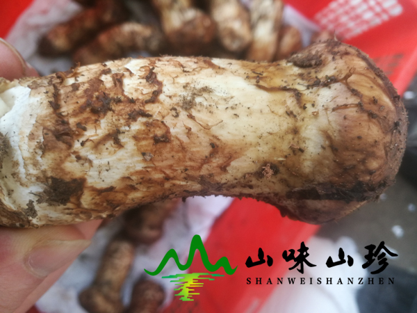 新鲜松茸7-9cm出口级
