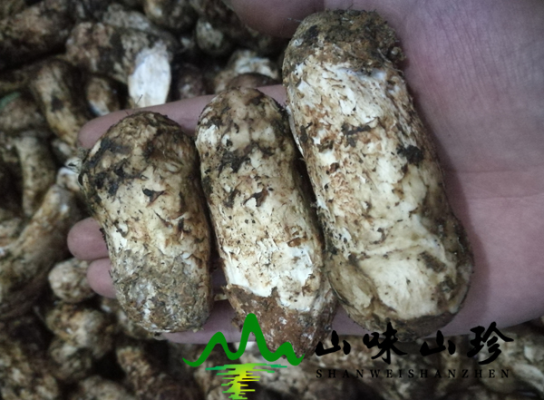 新鲜松茸菌7-9cm价格