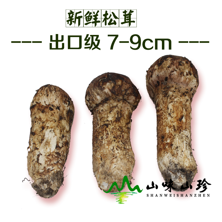新鲜松茸出口级7-9cm