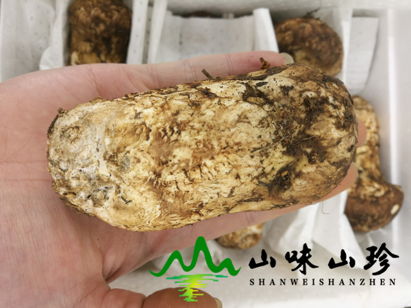 新鲜松茸9-12cm
