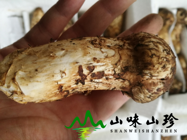 新鲜松茸菌9-12cm