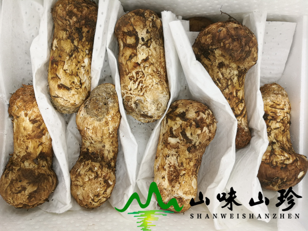 新鲜松茸9-12cm价格