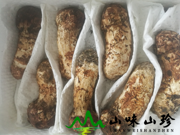 野生菌 新鲜松茸9-12cm价格