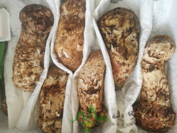 新鲜松茸9-12cm多少钱一斤