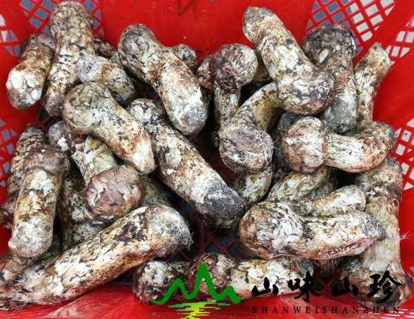 野生菌 新鲜松茸9-12cm批发