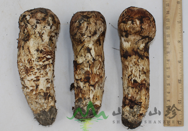 野生菌新鲜松茸12cm以上特级货