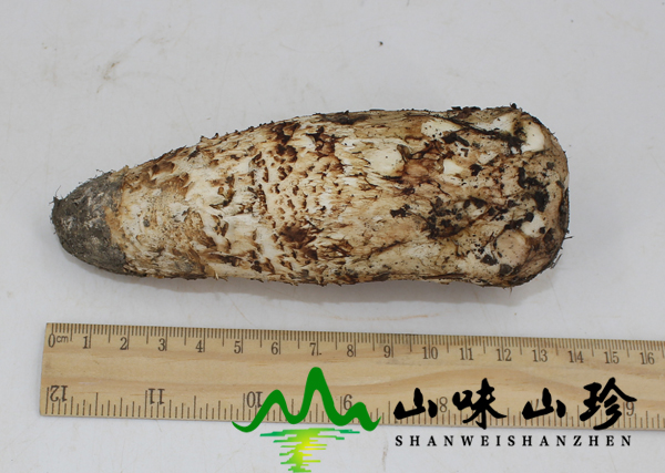 新鲜松茸12cm以上价格