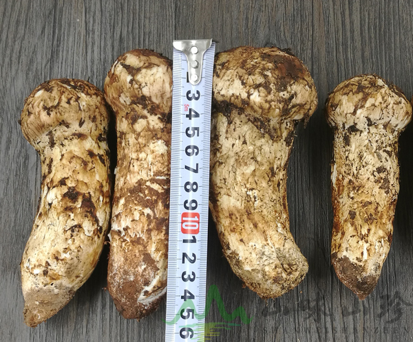 新鲜松茸12cm以上批发