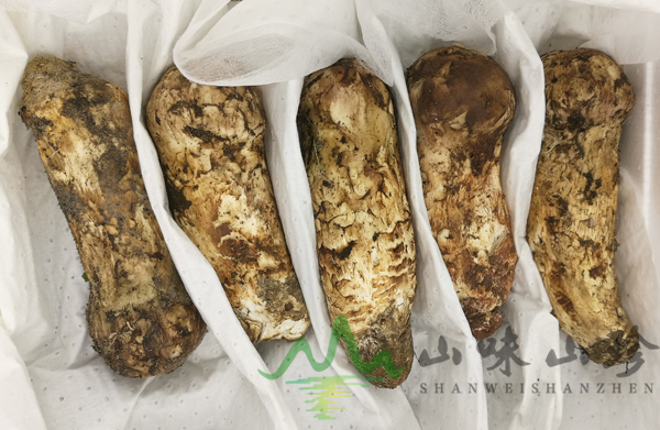 野生菌新鲜松茸12cm以上一箱一公斤装