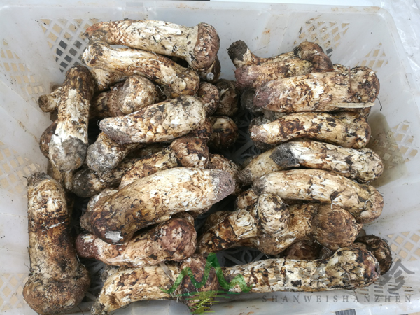 野生松茸菌特级货批发