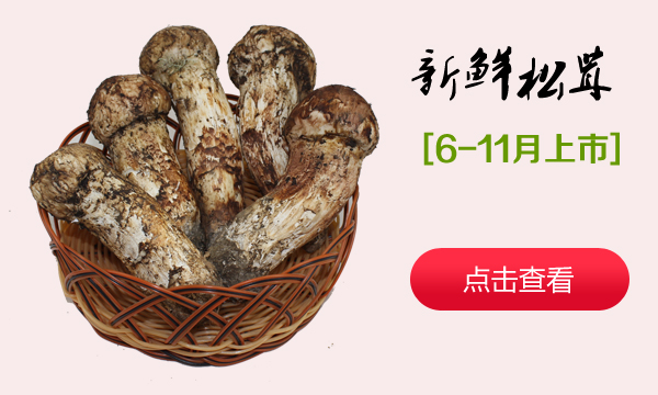 新鲜松茸