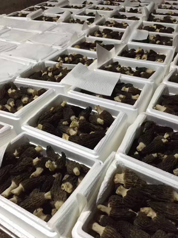 新鲜羊肚菌批发