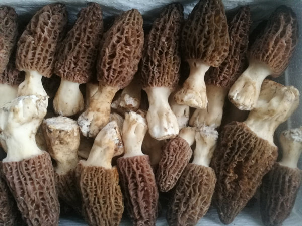 新鲜羊肚菌