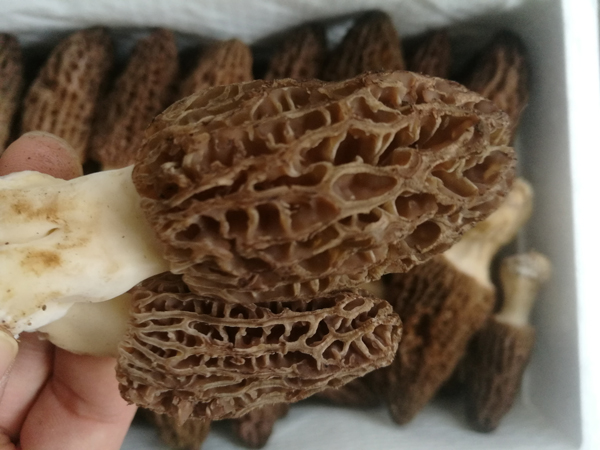 新鲜羊肚菌价格