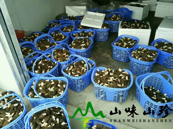 新鲜羊肚菌采摘
