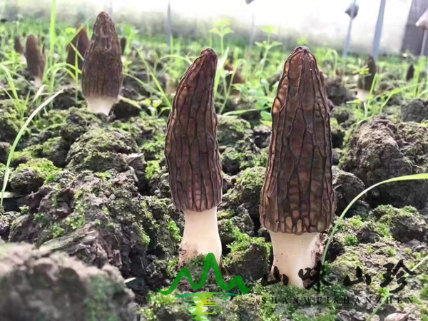 新鲜羊肚菌生长环境