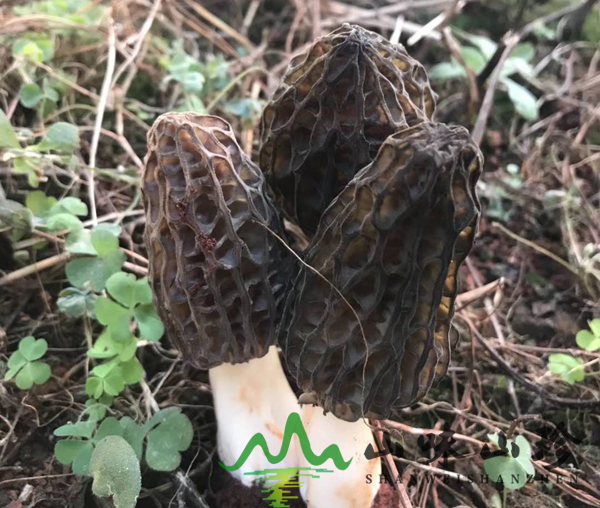 新鲜种植羊肚菌生长环境