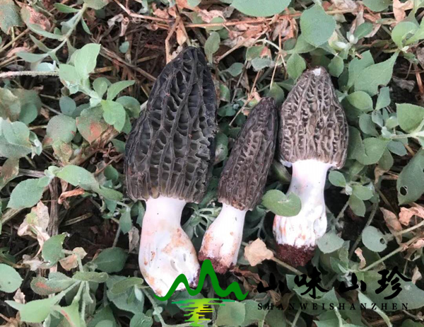 新鲜羊肚菌批发价格