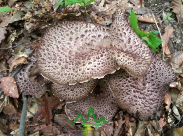 新鲜黑虎掌菌