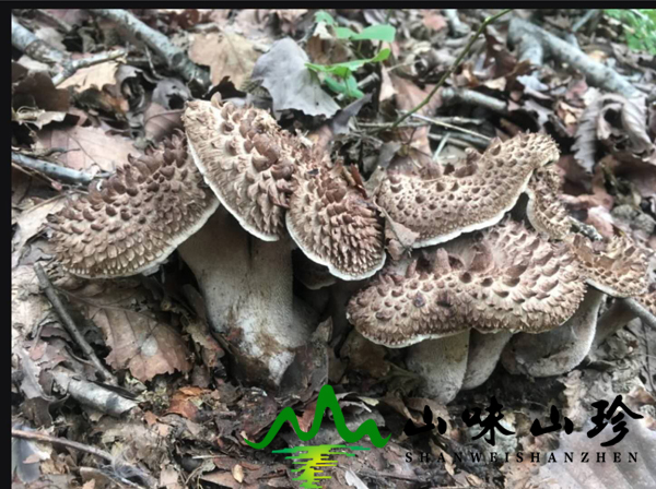新鲜黑虎掌菌价格