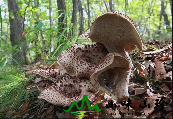 新鲜黑虎掌菌多少钱一斤