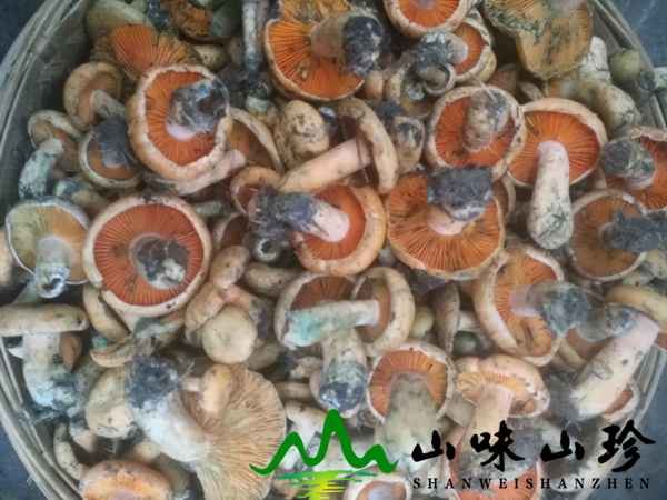 新鲜谷熟菌批发