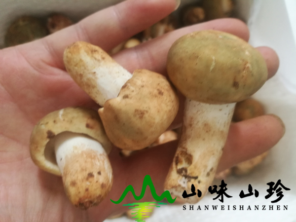 新鲜青头菌批发