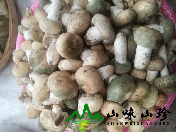 新鲜青头菌价格