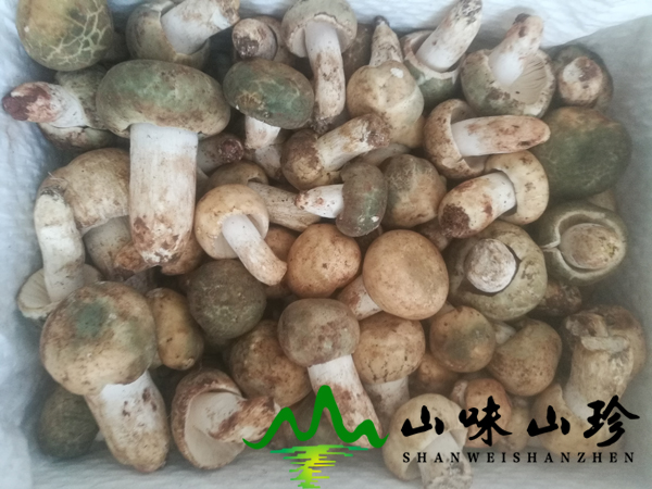 新鲜青头菌
