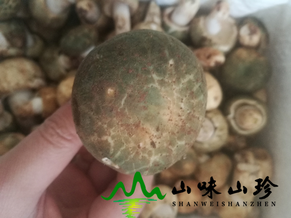 新鲜青头菌多少钱一斤