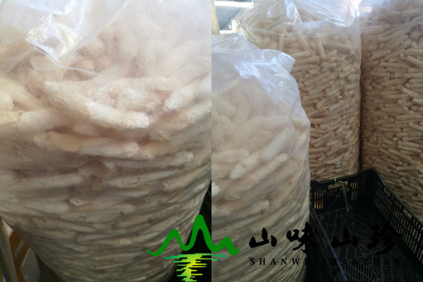 干竹荪批发