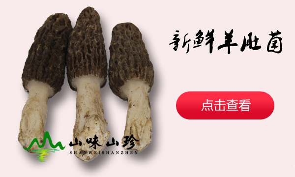 新鲜羊肚菌