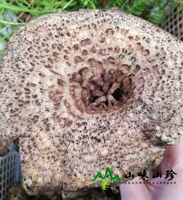 新鲜黑虎掌菌图一