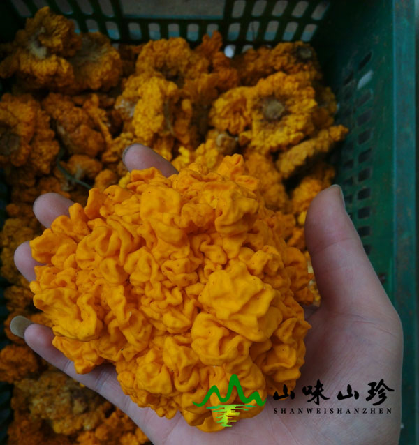 新鲜金耳图一