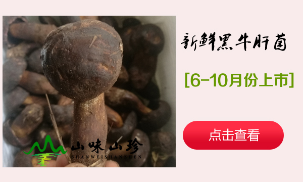 新鲜黑牛肝菌