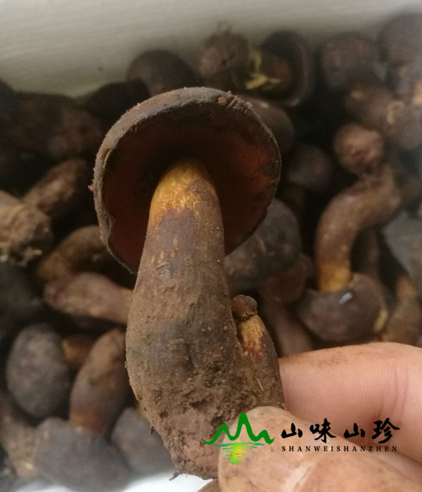 新鲜黑牛肝菌图一