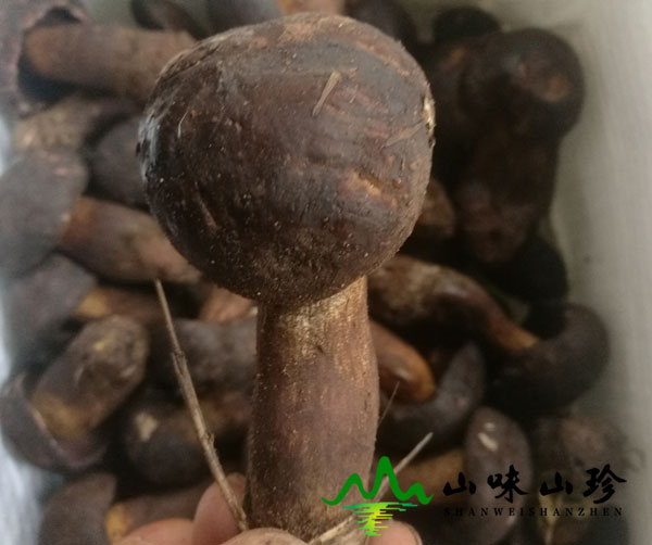 新鲜黑牛肝菌图二