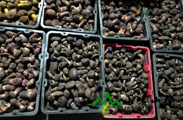 新鲜黑牛肝菌图四