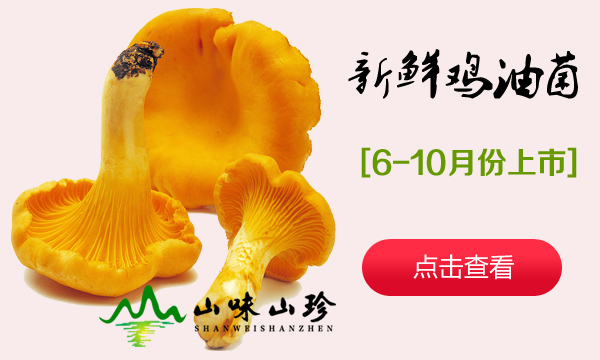 新鲜鸡油菌