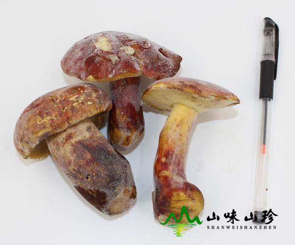 冰冻红葱菌图一