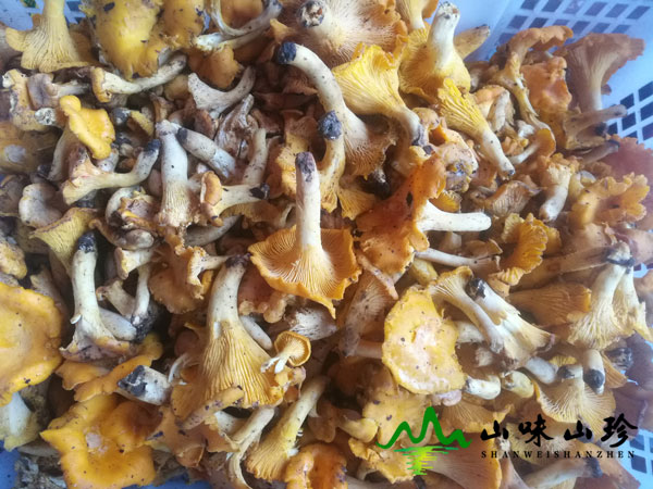 新鲜鸡油菌图一
