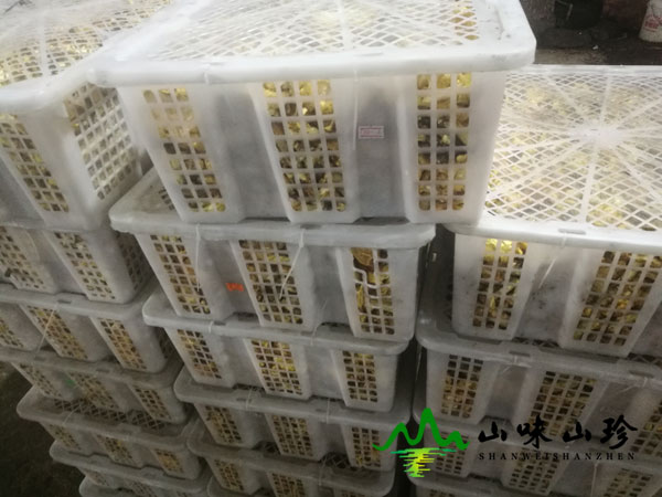 新鲜鸡油菌图二
