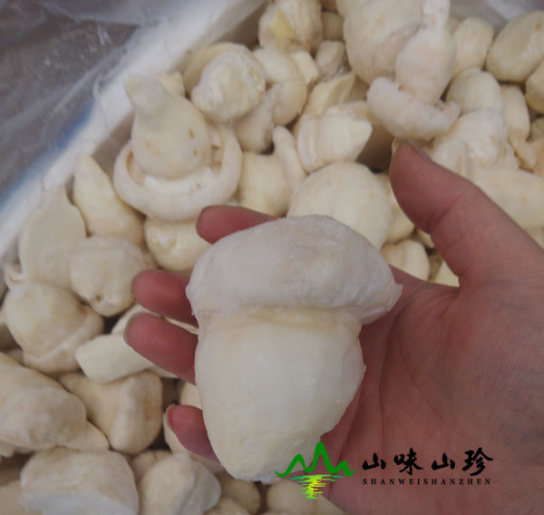 冰冻老人头菌图二