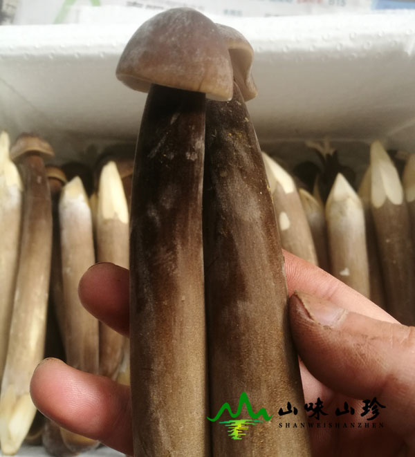 新鲜黑皮鸡枞菌图二