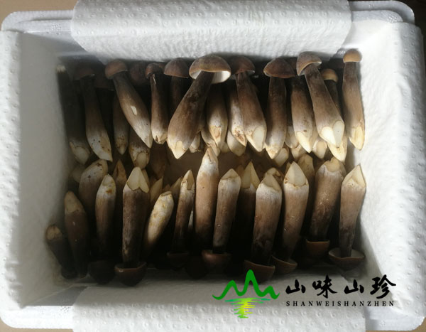 新鲜黑皮鸡枞菌图三