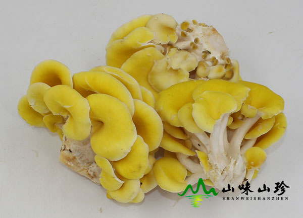 新鲜黄金菇图一