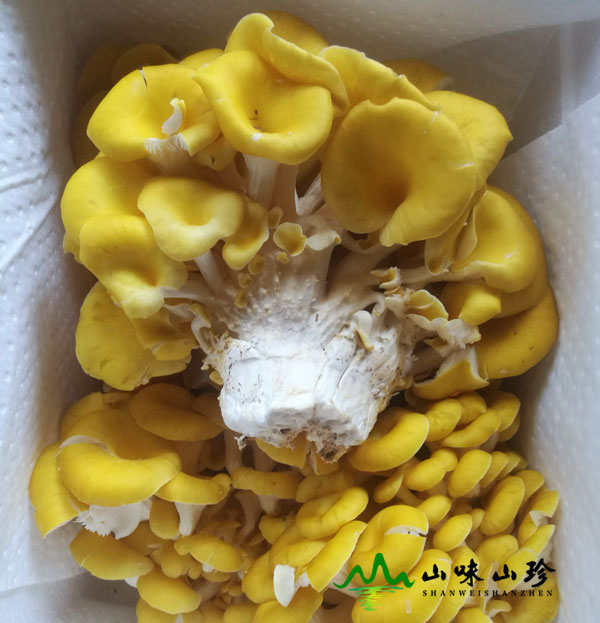 新鲜黄金菇图二