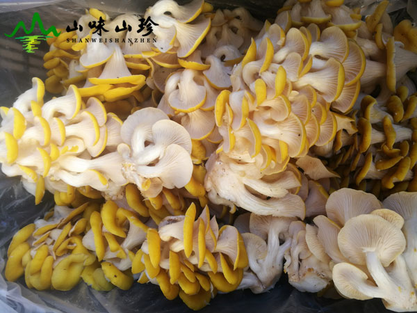 新鲜黄金菇图三