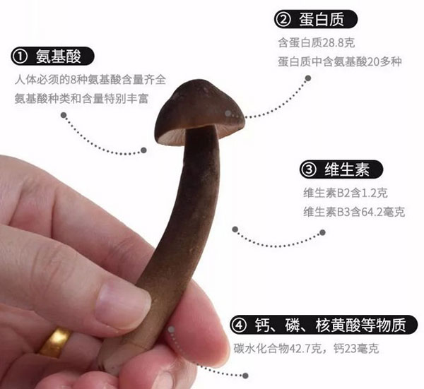 黑皮鸡枞菌的营养价值