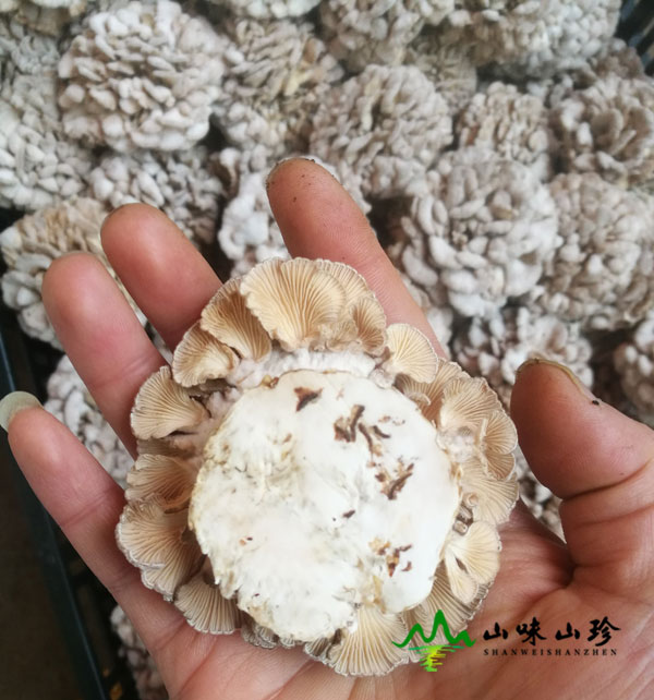 新鲜白参菌图二